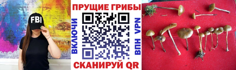 Псилоцибиновые грибы мухоморы  купить наркоту  Магас 